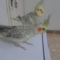 عروس هلندی دستی