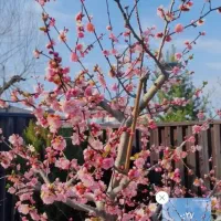 استخدام تاسیسات،صبحانه زن،رزرواسیون