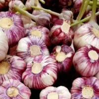 سیر اعلا تازه