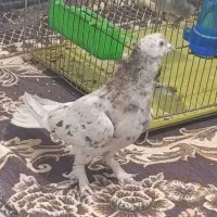 کفتر سرور دم سفید