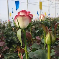 جذب نیرو گلخانه گل رز|استخدام صنعتی، فنی، مهندسی|سردرود, |دیوار