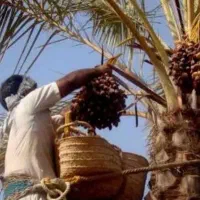 گراز درخت در بم و بروات