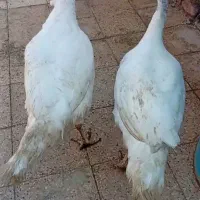 بوقلمون گوشتی