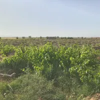 فروش قسطی یا مبادله ای باغ انگور|فروش دفتر صنعتی، کشاورزی، تجاری|قزوین, |دیوار