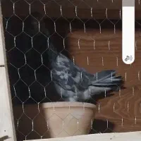 کبوتر نر باخ داده شده