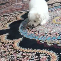 اشپیتز پامر