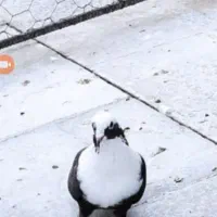 کفتر مخمل  قهوه ای ماده بی نقص