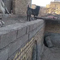 قدرجونی نر