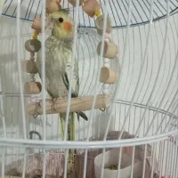 عروس هلندی گمشده