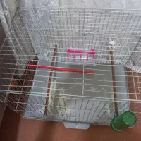 قفس پرنده|لوازم جانبی حیوانات|اهواز, مجاهد|دیوار