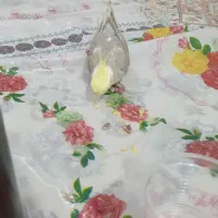 گم شدن|حیوانات|بندر گناوه, |دیوار