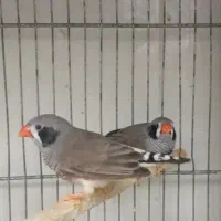 فنج|پرنده|قنوات, |دیوار