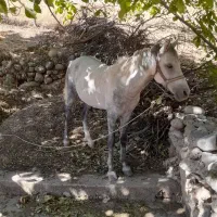 فروش اسب