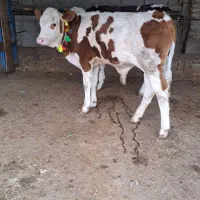 نمایندگی وارسال گوساله سیمنتال بندر ترکمن