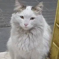 گربه|گربه|ساوه, |دیوار