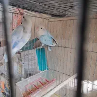 طوطی برزیلی مولد و عروس هلندی لوتینو مولد|پرنده|بومهن, |دیوار