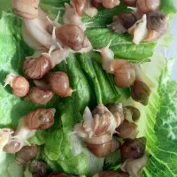 حلزون  البینو|خزنده|اندیشه, اندیشه فاز ۱|دیوار