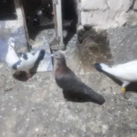 کرمونی پرشی