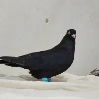 کبوتر|پرنده|سنندج, |دیوار