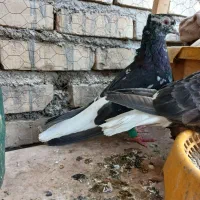 جف دم سفید