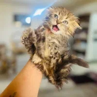 گربه اسکاتیش بریتیش دوماهه