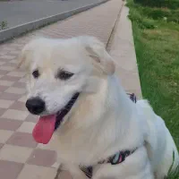 سگ واگذاری رایگان به شرط زیر