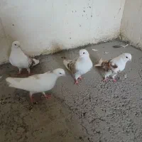 پشتار