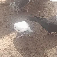 ۵تا کبوتر پلاکی