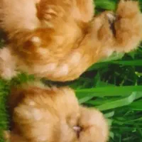 جوجه لاری افغان ابریشمی اصل،برهما،گلین،غاز محلی