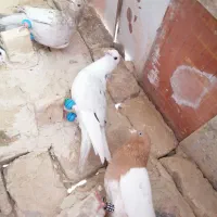 کبوتر|پرنده|مشهد, عامل|دیوار