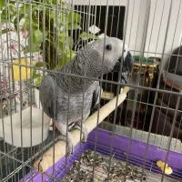 طوطی کاسکو نر ۸ ماهه|پرنده|خمینی‌شهر, |دیوار