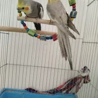 عروس هلندی|پرنده|زرقان, |دیوار