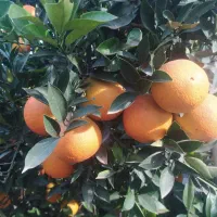 پرتقال خونی