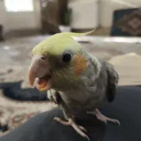 عروس هلندی|پرنده|قم, زنبیل آباد|دیوار