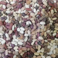لوبیا چیتی|خوردنی و آشامیدنی|قم, حاج زینل|دیوار