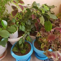 گل های طبیعی|گل و گیاه طبیعی|خرمدره, |دیوار