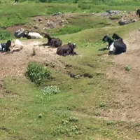 معاوضه بز با موتور سواری