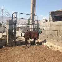 بره قوچ نژاد شال