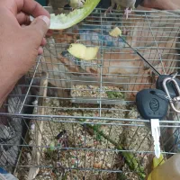 عروس هلندی باهوش