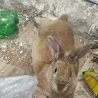 حراج خرگوش خانگی|موش و خرگوش|مهاباد (آذربایجان غربی), |دیوار