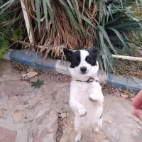 سگ پاکوتا ماده|سگ|محمدشهر, عباس آباد|دیوار