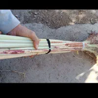 جارو محلی دستی (گزی گال)|عمده‌فروشی|روانسر, |دیوار