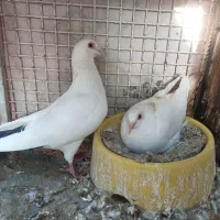 جفت نر وماده