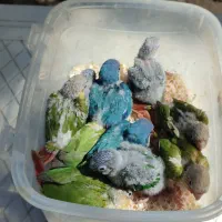 جوجه راهب،گرینچیک آناناسی دبل رد،یلوساید دبل رد|پرنده|رشت, گلسار|دیوار