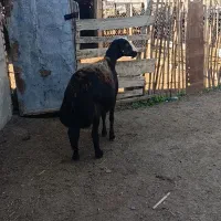 1راس میش کردستانی قوچ خورده اتوبوسی|حیوانات مزرعه|سیمین شهر, |دیوار