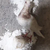 نر سار پر خال و سار شکلاتی|پرنده|بیرجند, |دیوار