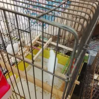 قناری|پرنده|ساوه, |دیوار