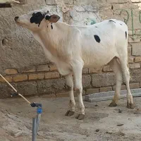 گوساله نر الشتاین کل اصل|حیوانات مزرعه|زابل, |دیوار