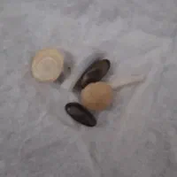 سنگ مار|جواهرات|امیدیه, |دیوار