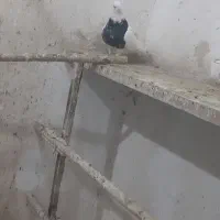 کبوتر طوقی|پرنده|سنقر, |دیوار